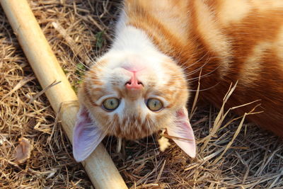Close-up portrait of a cat