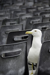 Close-up of bird perching