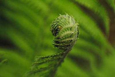 Close-up of fern leaf