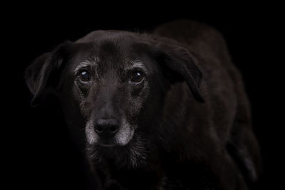 Close-up portrait of dog against black background