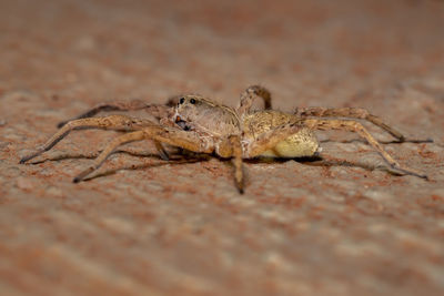 Close-up of spider