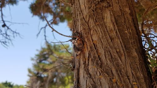 Low angle view of a tree