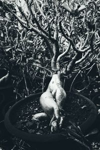 animal themes