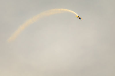 Low angle view of bird flying in sky