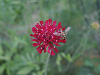 Close-up of red flower