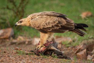 Close-up of a bird