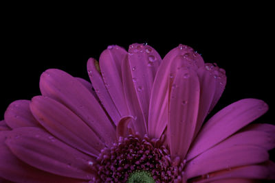 Close-up of wet pink flower against black background