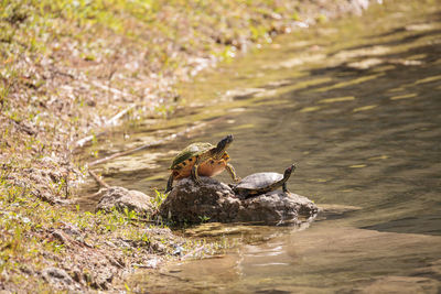 Red-eared slider turtle trachemys scripta elegans perches on a rock next to yellow bellied slider