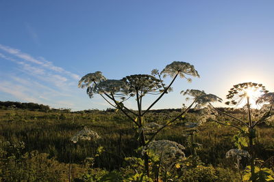 Water hemlocks growing on field against blue sky