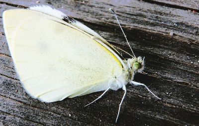 Close-up of butterfly on leaf