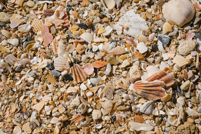 Full frame shot of seashells