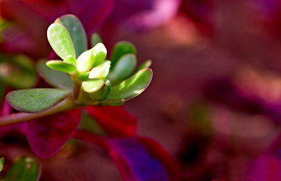 Close-up of pink flowering plant