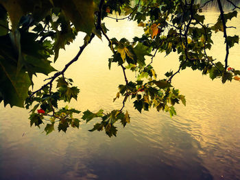 Close-up of plant against lake