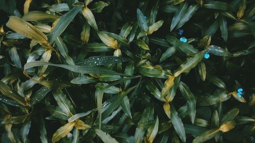 Full frame shot of fresh green plants