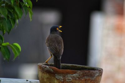 Close-up of myna drinking water