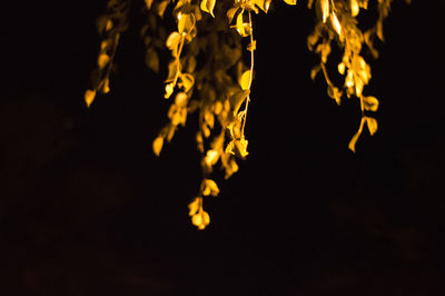 Low angle view of illuminated lighting equipment