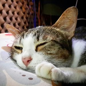 Close-up of cat