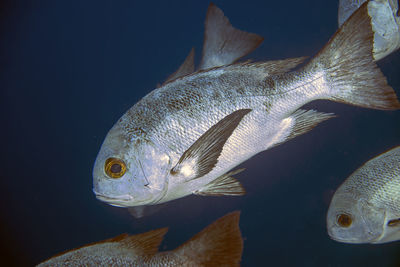 A school of black and white snapper - macolor niger - in the red sea, egypt