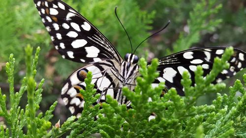 Close-up of butterfly on plant