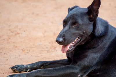 Close-up of a dog looking away