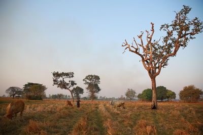 Trees on field against sky