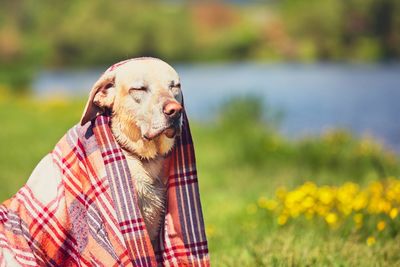Close-up of dog covered in blanket
