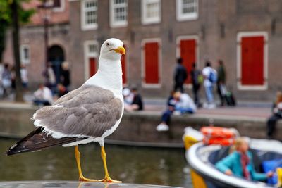 Seagull perching on a canal