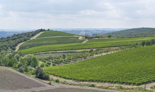 Scenic view of agricultural field against sky