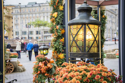 Close-up of flowering plants on street