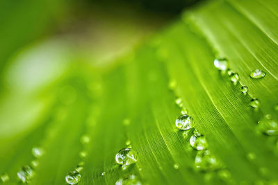 Macro closeup of beautiful fresh green leaf banana with drop of water after the rain in morning sun 