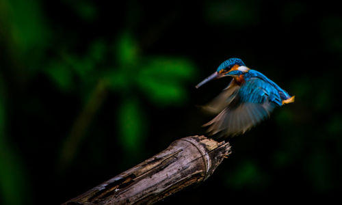 Close-up of bird perching on branch