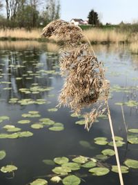 Reflection of plants in lake