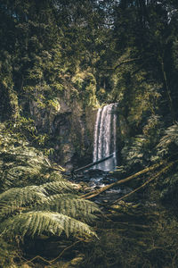 Scenic view of waterfall in forest