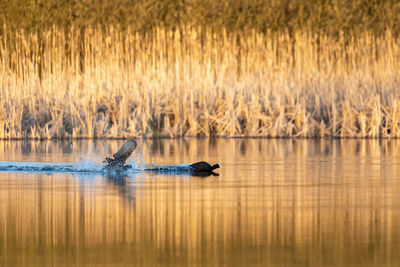 View of a duck in a lake