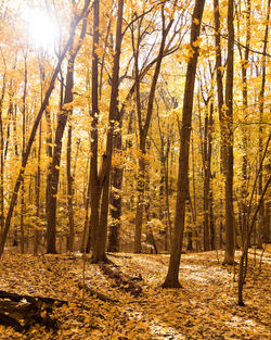 Sunlight streaming through trees in forest during autumn