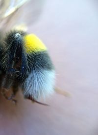 Close-up of a dog