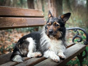 Portrait of smal brown dog sitting on a wooden bench in the park