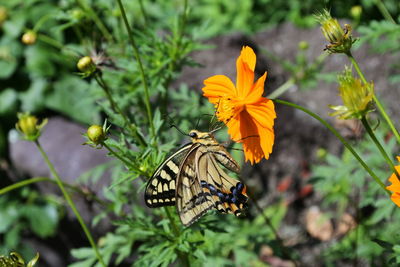 Close-up of butterfly pollinating on flower