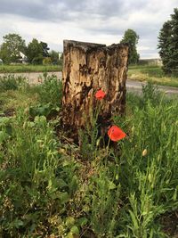 Red poppy flowers growing on field