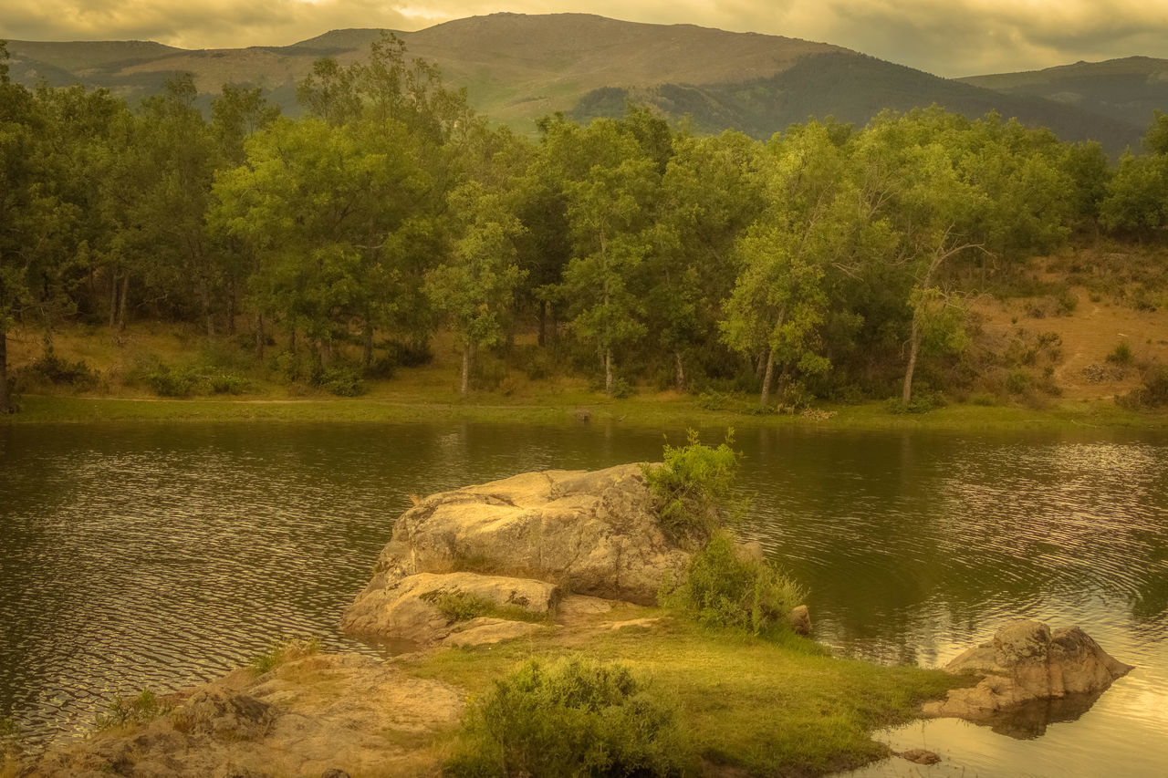 SCENIC VIEW OF LAKE AGAINST TREES IN FOREST