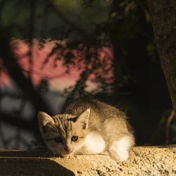 Cat sitting on a tree