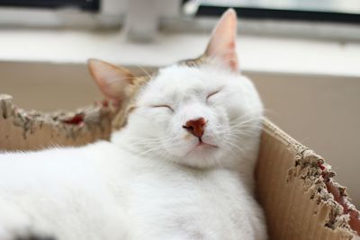 Close-up of white cat resting