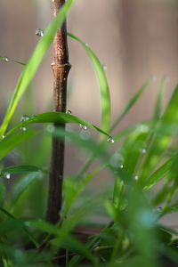 Close-up of wet plant during rainy season