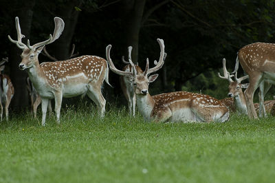 Phoenix park wildlife