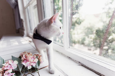 A white cat in a blue bow tie looks at the window and walk along the windowsill 