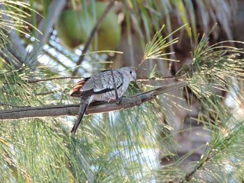 Bird perching on tree trunk