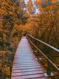 Boardwalk amidst trees in forest during autumn