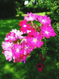 Close-up of pink flowers