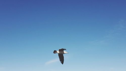 Low angle view of seagull flying against clear sky