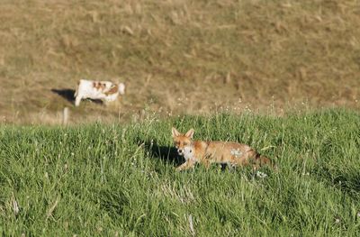 Fox  and cow on grassy field